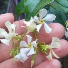 ﻿Arap Yasemini Fidanı - Rhyncospermum Jasminoides