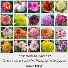 Kampanya 5 Adet Dev Dahlia Yıldız Çiçeği Kök - Dalya - Patates Çiçeği