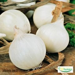 Beyaz Soğan Tohumu – White Onion