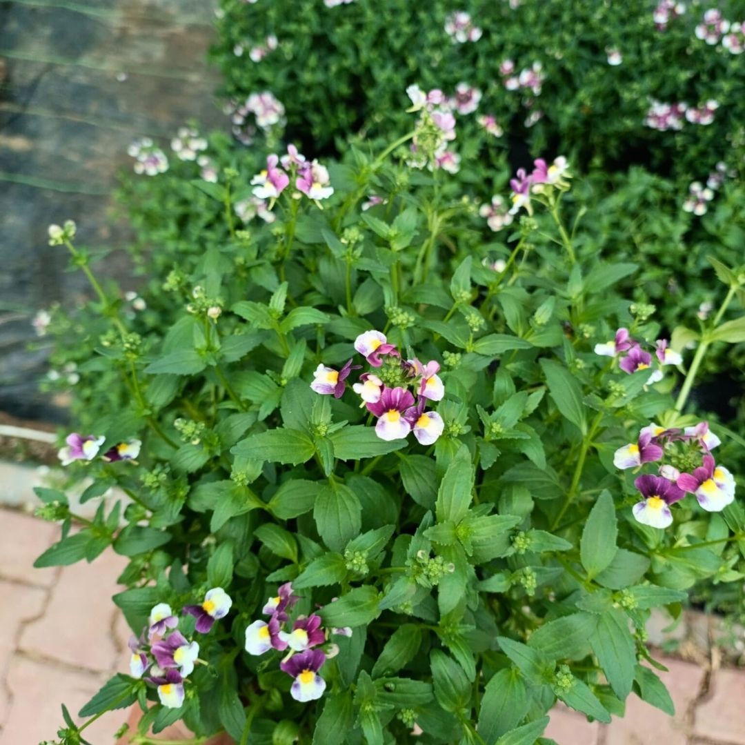 Nemesia - Nemezya - Karnaval Çiçeği - Mareto Burgundy Rose