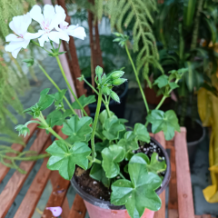 Sarkan Sakız Sardunya Saksıda Beyaz – Palergonium Peltatum