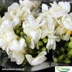 Frezya Çiçeği Soğanı – Fresia – Arpa Çiçeği - Beyaz