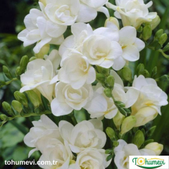 Frezya Çiçeği Soğanı – Fresia – Arpa Çiçeği - Beyaz