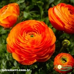 Ranunculus - Düğün Çiçeği Kök Soğanı  - Turuncu