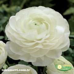 ﻿Ranunculus - Düğün Çiçeği Kök Soğanı - Beyaz