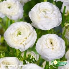 ﻿Ranunculus - Düğün Çiçeği Kök Soğanı - Beyaz