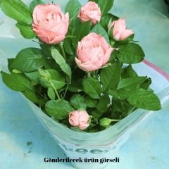 Mini Gül Saksıda Soft Pembe - Rose Chinensis