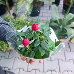 Mini Gül Saksıda Pembe - Rosa chinensis minima