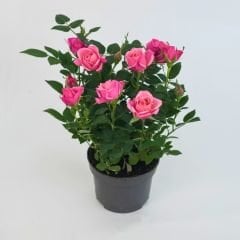 Mini Gül Saksıda Pembe - Rosa chinensis minima