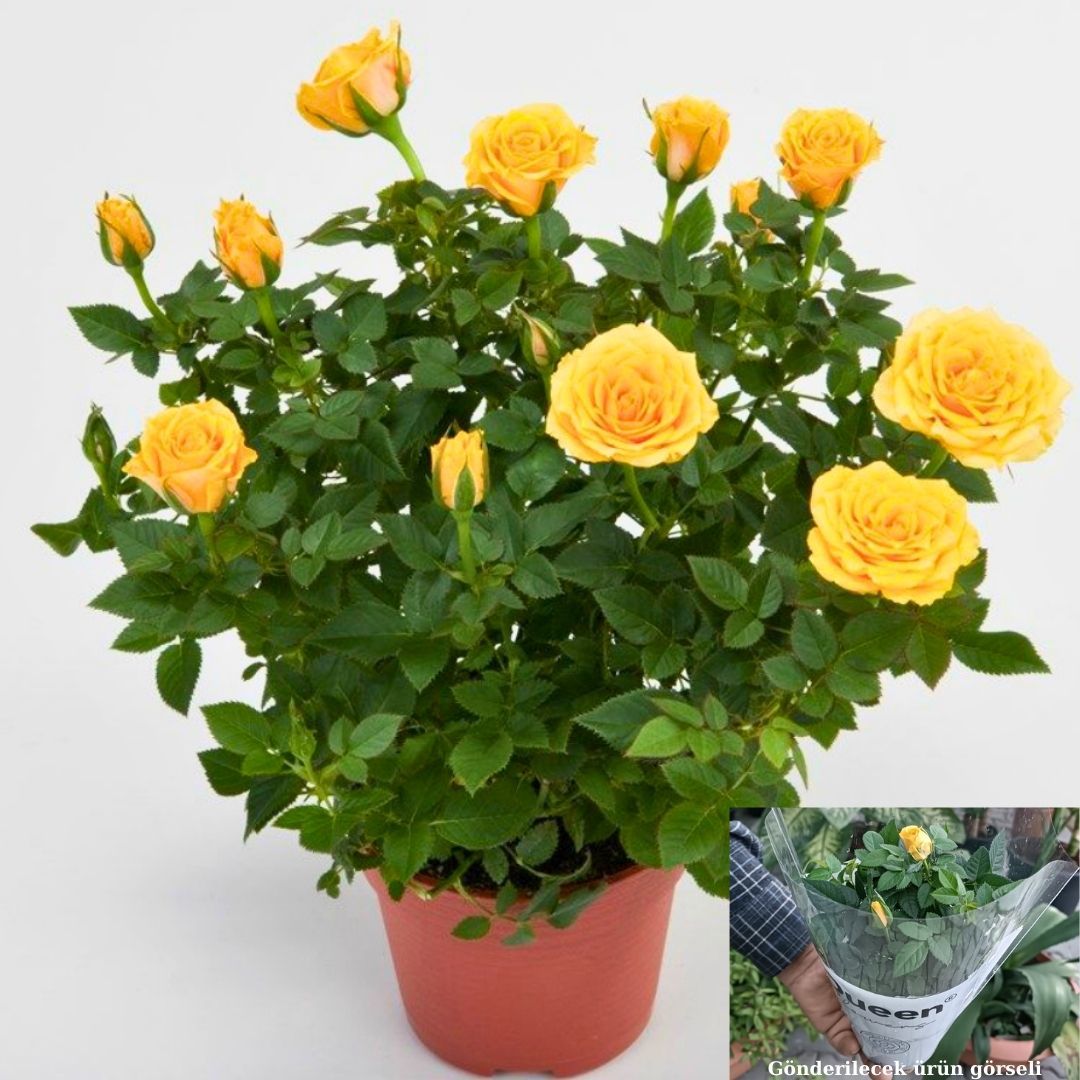 Mini Gül Saksıda Sarı - Rosa chinensis minima