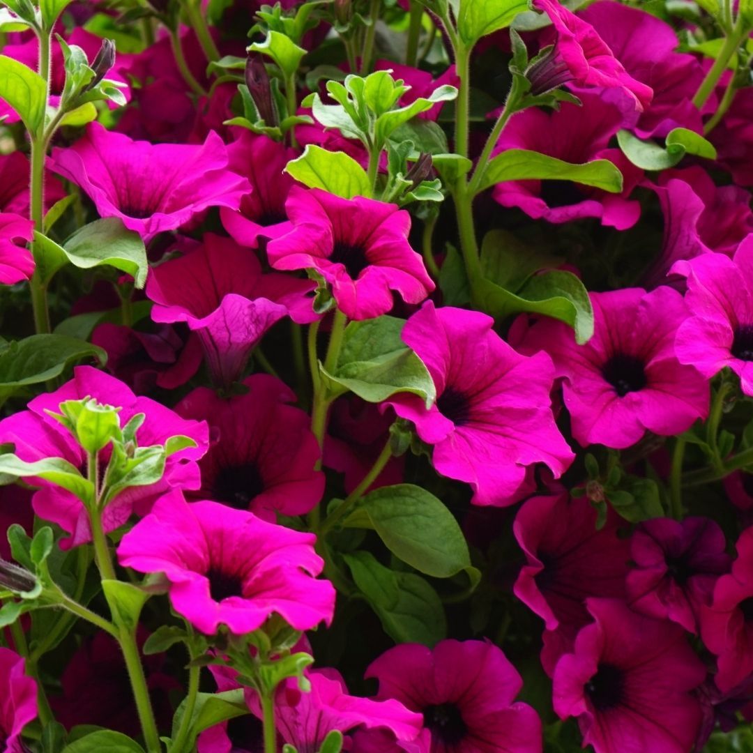 Pembe Kısa Petunya Tohumu -Petunia Multiflora Fire