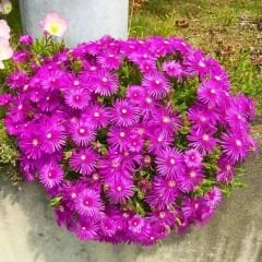 ﻿Acem halısı Fidesi - Drosanthemum floribundum