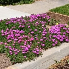 ﻿Acem halısı Fidesi - Drosanthemum floribundum