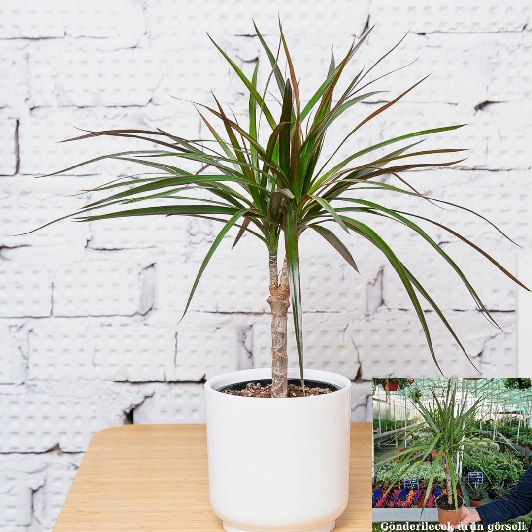 Dracaena Marginata Tekli Dikim 60 / 70 cm