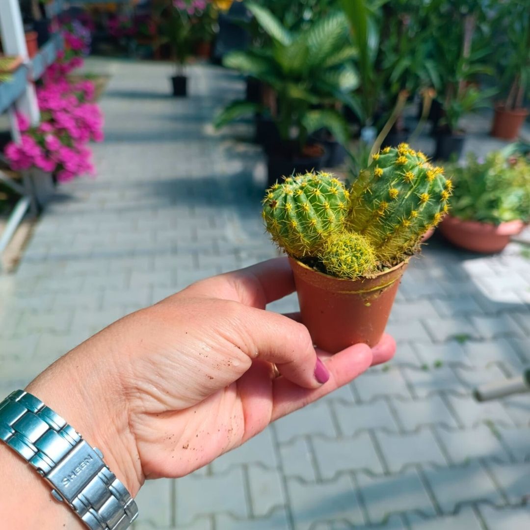 Şapkalı Mini Kaktüs Sarı  Deco Plant- Melocactus Matanzanus