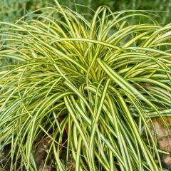 Kareks - Carex Oshimensis - Evergold