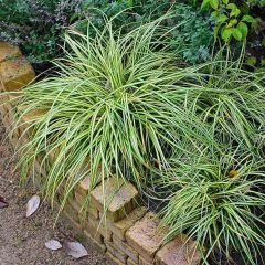 Kareks - Carex Oshimensis - Evergold