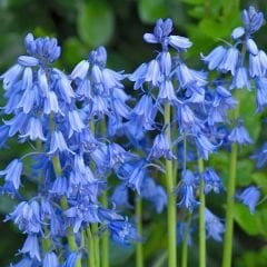 Mavi Çan Çiçeği Soğanı - Hyacinthoides blue hispanica