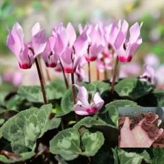 Sıklamen Çiçeği Soğanı İthal - Cyclamen Cilicium