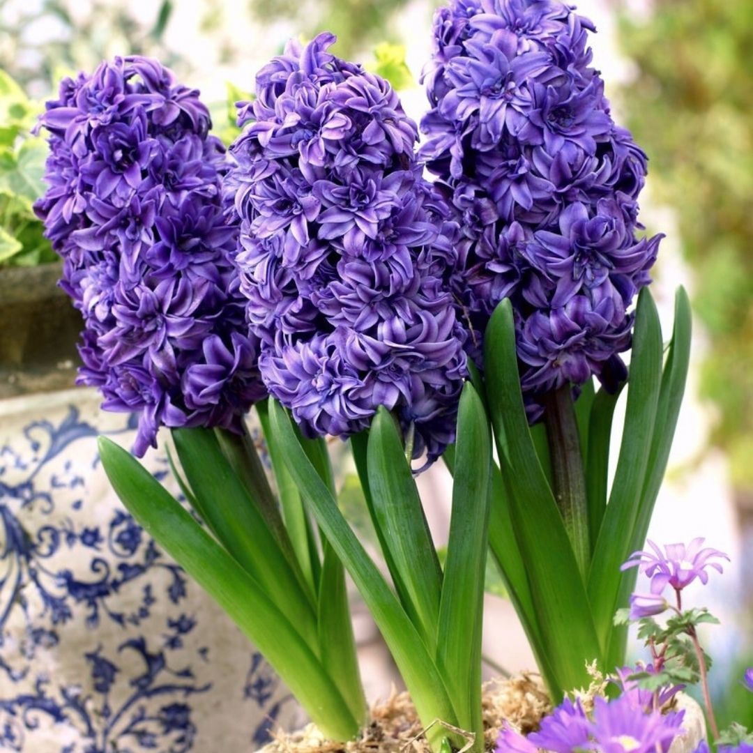 ﻿Manhattan Sümbül Soğanı - Hyacinthus - Mor