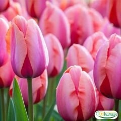 Pink Imperession Lale Soğanı – Tulipa