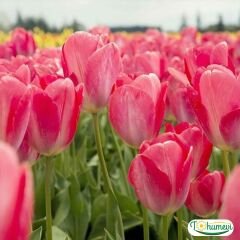 Pink Imperession Lale Soğanı – Tulipa