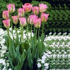 Groenland Lale Soğanı - Tulipa - Yeşil/Pembe 3 lü paket