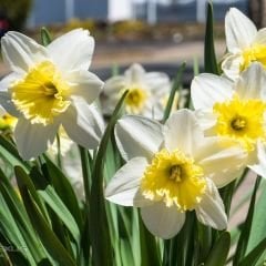 Goblet Nergis Soğanı - Narcisus - Beyaz Sarı