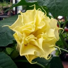 Datura Double Ballerina Yellow - Sarı Katmerli