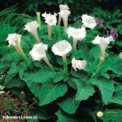 Datura Ballerina White - Beyaz