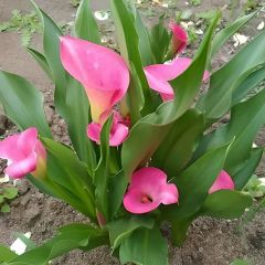 Gala Çiçeği Soğanı  - Calla Lily - Pink Pupy