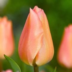 Apricot Beauty Lale Soğanı - Tulipa - Şeftali Rengi