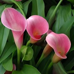 Gala Çiçeği Soğanı  - Calla Lily - Pink Pupy