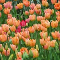 Apricot Beauty Lale Soğanı - Tulipa - Şeftali Rengi