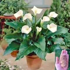 Gala Çiçeği Soğanı  - Calla Lily - Crystal beauty