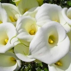 Gala Çiçeği Soğanı  - Calla Lily - Crystal beauty