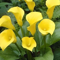 Gala Çiçeği Soğanı  - Calla Lily - Hano