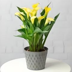 Gala Çiçeği Soğanı  - Calla Lily - Hano