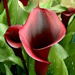 Gala Çiçeği Soğanı  - Calla Lily - Fantasia