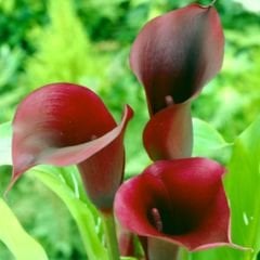 Gala Çiçeği Soğanı  - Calla Lily - Fantasia
