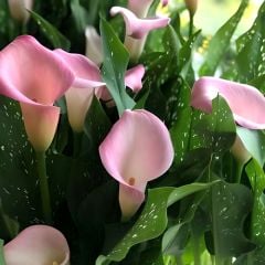 Gala Çiçeği Soğanı  - Calla Lily - Manila