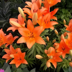 Lilium Jumping Joy - Lilyum Turuncu