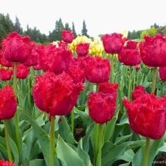 Bendigo Lale Soğanı - Tulipa - Canlı Kırmızı