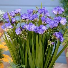 Frezya ( Fresia ) Soğanı Double - Arpa Çiçeği - Mavi