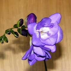 Frezya ( Fresia ) Soğanı Double - Arpa Çiçeği - Mavi