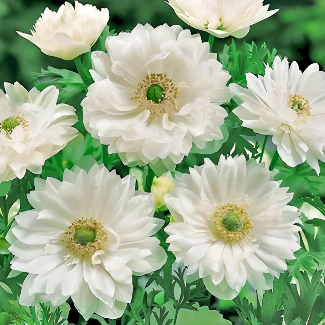 Anemone Çiçeği Soğanı Katlı – Mount Everest - Beyaz