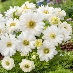 Anemone Çiçeği Soğanı Katlı – Mount Everest - Beyaz