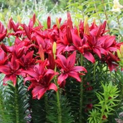 Lilium Blusing Joy - Lilyum - Kırmızı