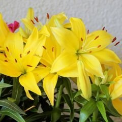 Lilium Fancy Joy - Lilyum - Sarı