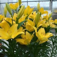 Lilium Fancy Joy - Lilyum - Sarı